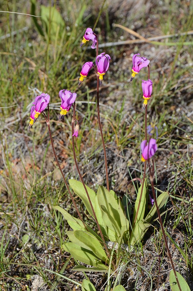 Primula pauciflora - Pretty shooting star3