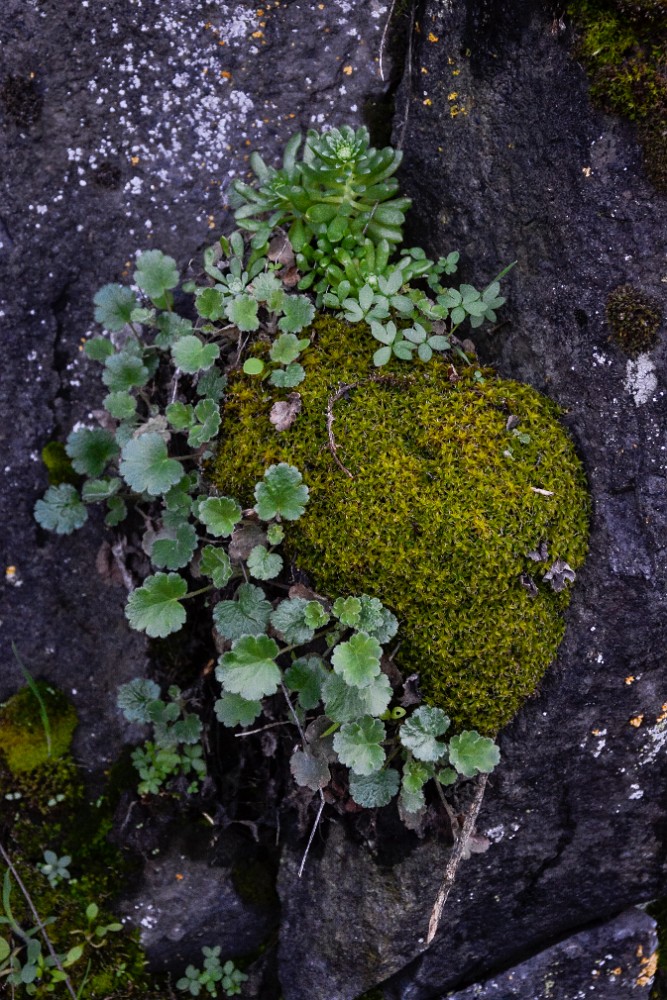 Sedum leibergii - Leiberg's stonecrop (5)