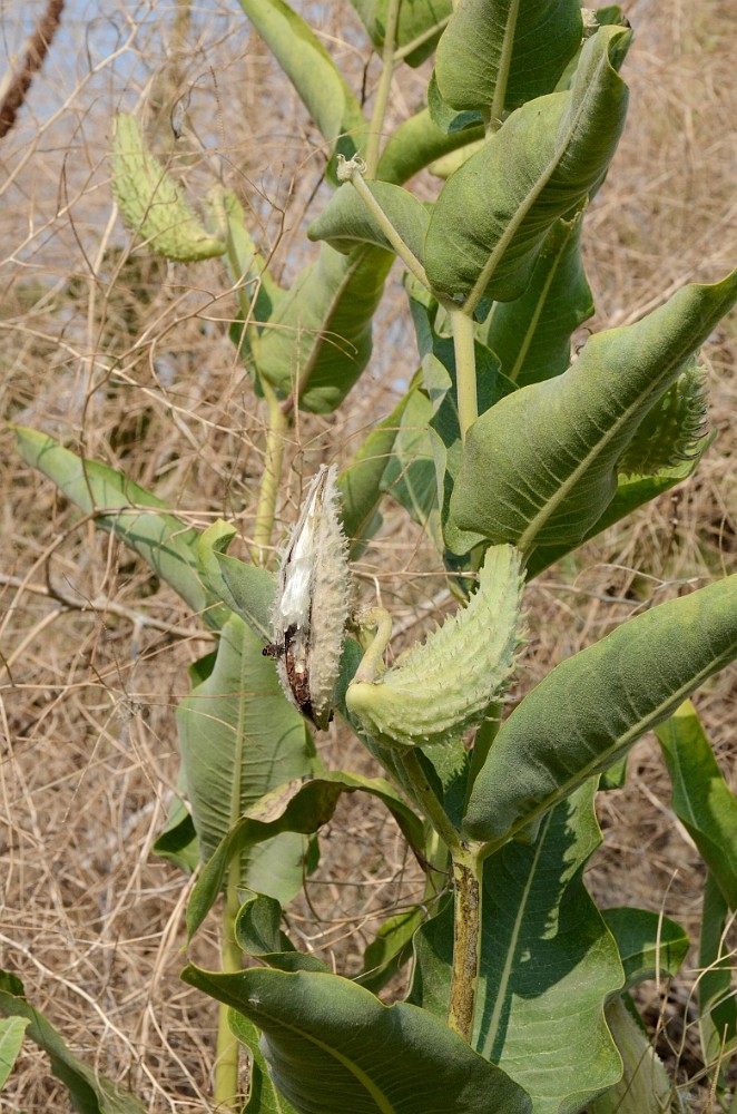 Showey Milkweed -  Asclepias speciosa (3)