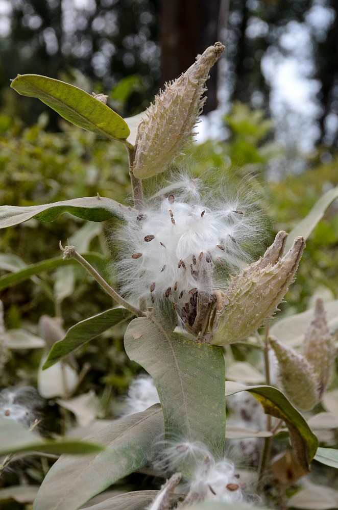 Showey Milkweed -  Asclepias speciosa