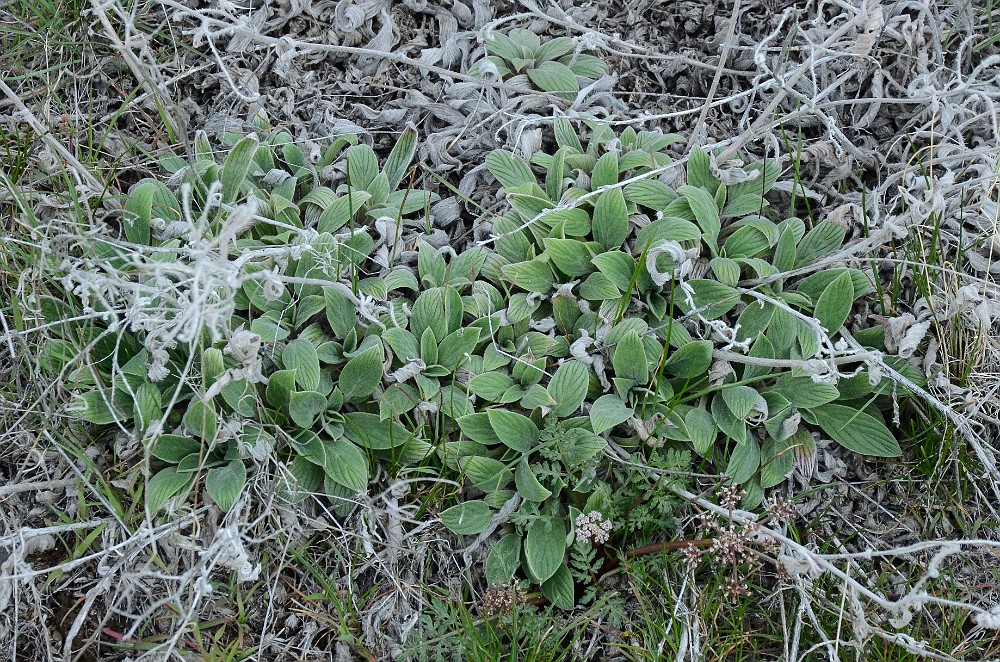 Silver-leaf Phacelia - Phacelia hastata