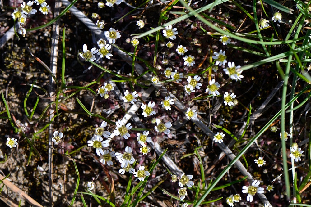 Spring whitlow-grass - Draba verna (1)