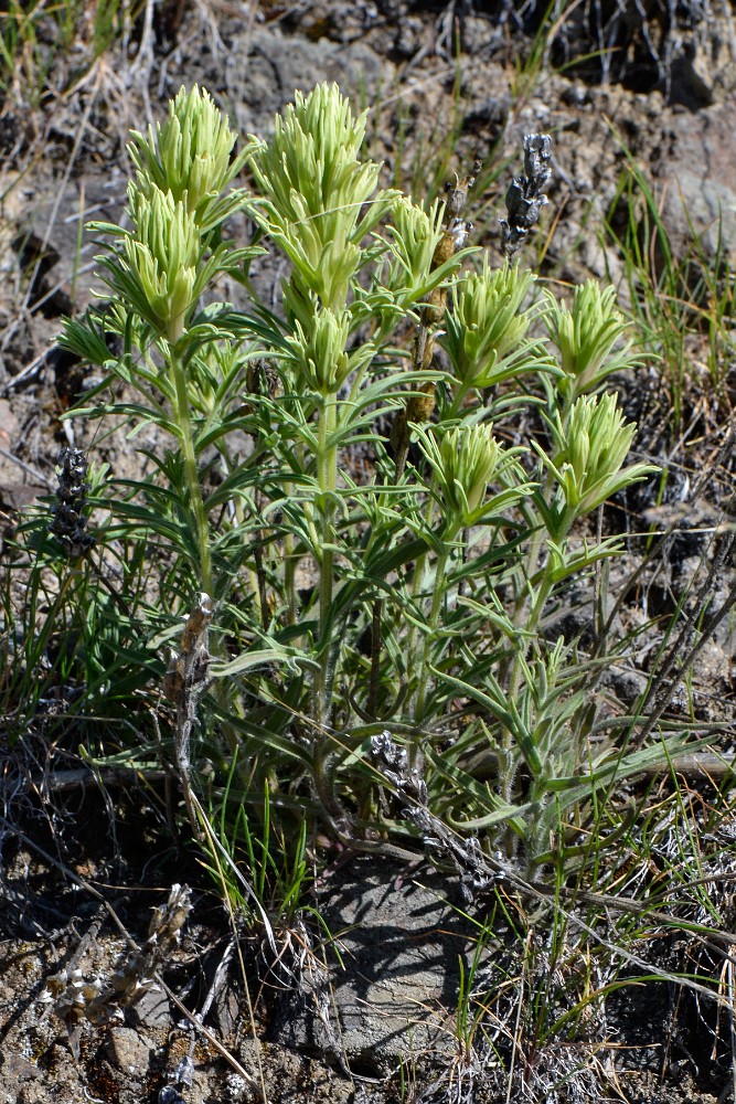 Thompson's paintbrush