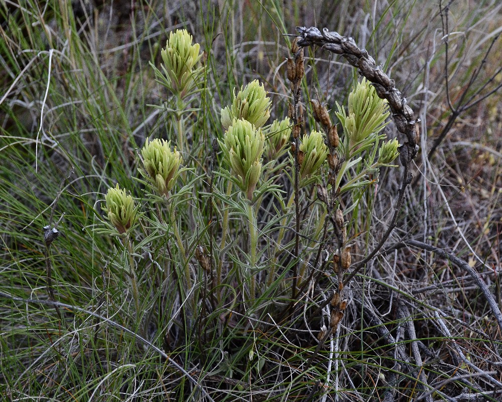 Thompson's paintbrush1