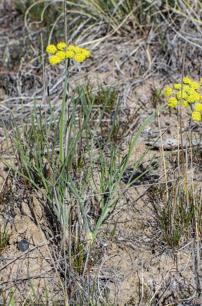 Triternate biscuit-root - Lomatium triternatum