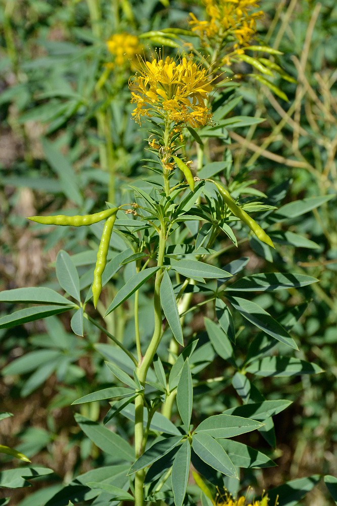 Yellow beeplant - Peritoma lutea