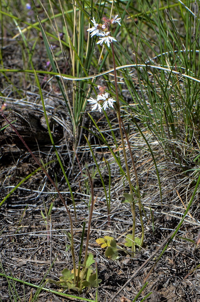 slender prairie star - Lithophragma tenellum