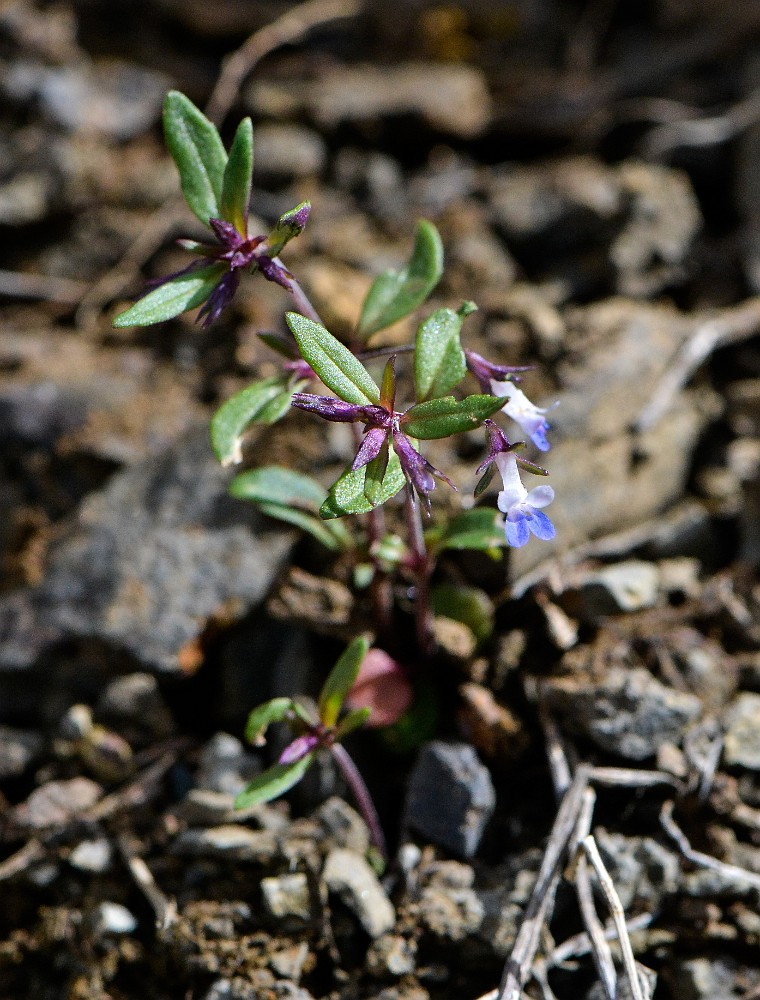 small-flowered blue-eyed Mary