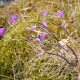 Allium-acuminatum Taper-tip-onion 3