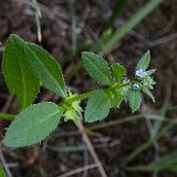 Asperugo procumbens - Catchweed, madwort (introduced) (3)