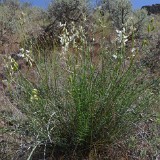 Astragalus reventiformis - Yakima milk-vetch2