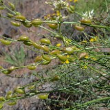 Astragalus reventiformis - Yakima milk-vetch3