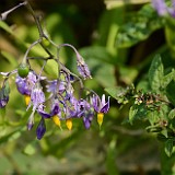 Bittersweet nightshade - Solanum dulcamara