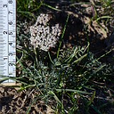 Canby's desert-parsley (4)