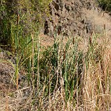 Cattails - Typha latifolia