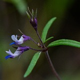 Collinsia parviflora - Small-flowered blue-eyed Mary
