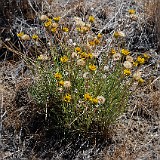 Desert yellow daisy - Erigeron linearis (6)
