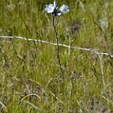 Douglas' brodiaea - Triteleia grandiflora