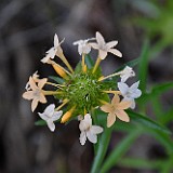 Large-flowered collomia (2)