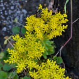 Leiberg's stonecrop - Sedum leibergii (6)