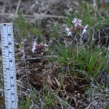 Lithophragma tenellum - Slender prairie star (2)
