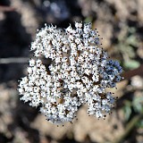 Lomatium canbyi - Canby's desert-parsley