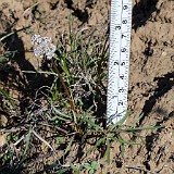 Lomatium gormanii - Gorman's desert-parsley