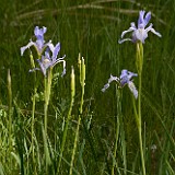 Rocky mountain iris