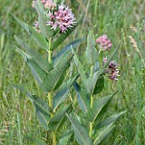 Showey Milkweed -  Asclepias speciosa (4)