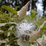 Showey Milkweed -  Asclepias speciosa
