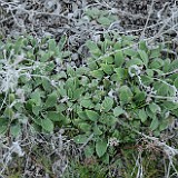 Silver-leaf Phacelia - Phacelia hastata