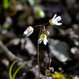 Spring whitlow-grass - Draba verna (2)
