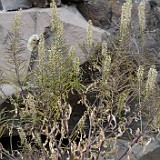 Thelypodium laciniatum - Thickleaf thelypody