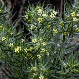 Western stoneseed - Lithospermum ruderale