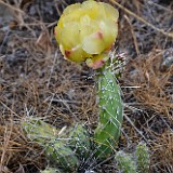 brittle prickly-pear