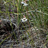 slender prairie star - Lithophragma tenellum