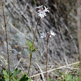 smallflower woodland star - Lithophragma parviflorum