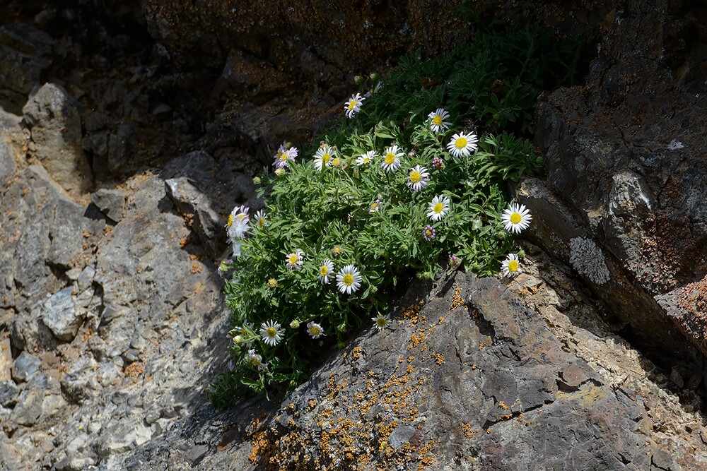 Basalt-daisy-Erigeron-basalticus-3