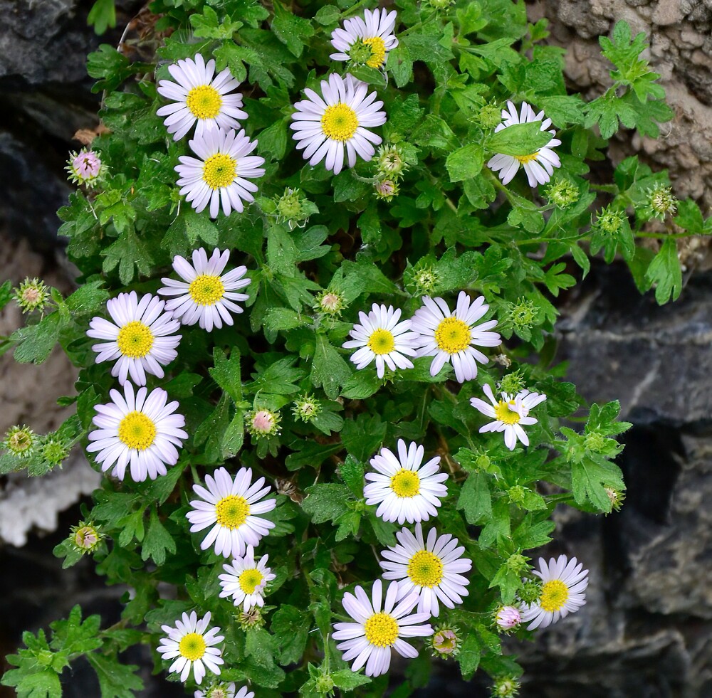 Basalt-daisy-Erigeron-basalticus-4