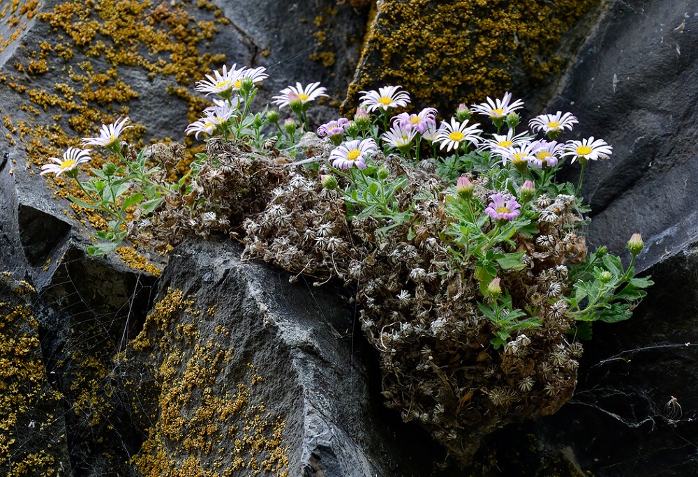Basalt-daisy-Erigeron-basalticus-5