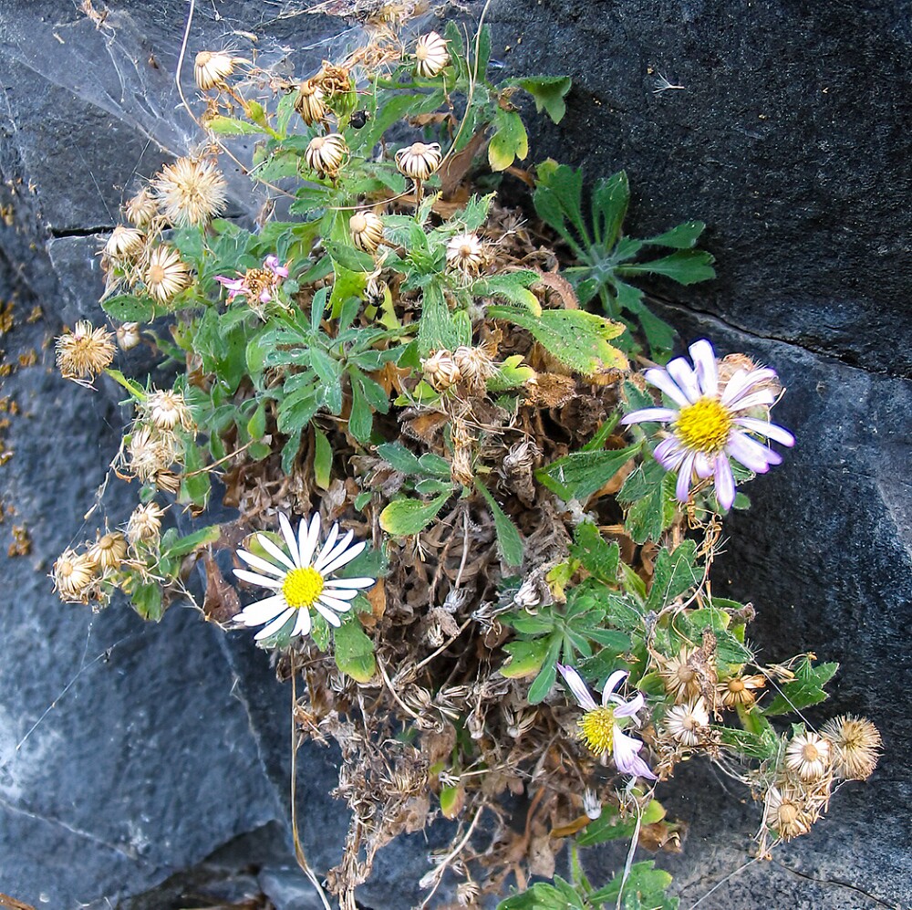 Basalt-daisy-Erigeron-basalticus-6