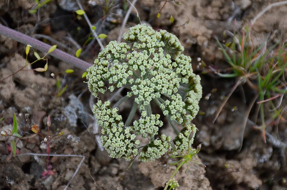 Bigseed-lomatium-Lomatium-macrocarpum-4