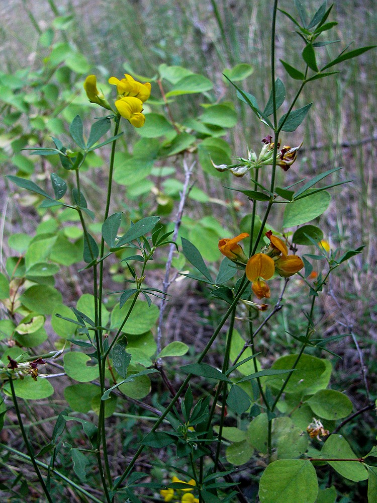 Bird's-foot trefoil - Lotus corniculatus (introduced)-2a