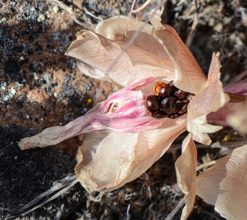 Bitterroot - Lewisia rediviva (4)