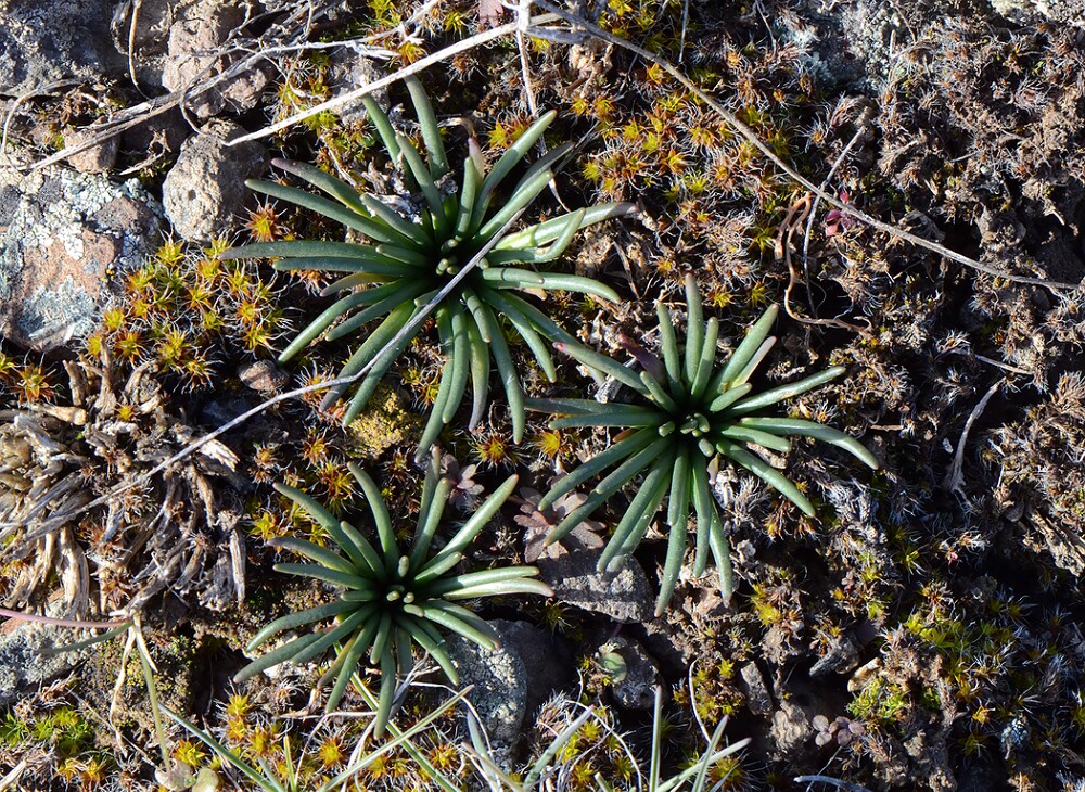 Bitterroot-Lewisia-rediviva-1