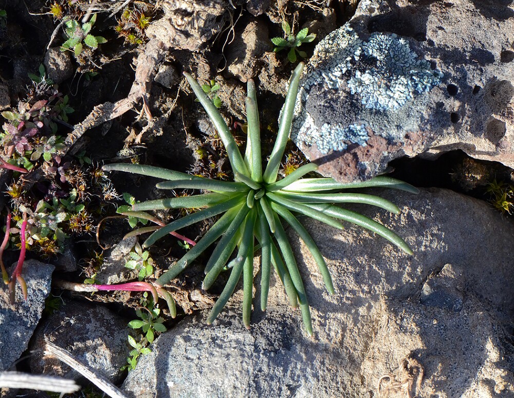 Bitterroot-Lewisia-rediviva