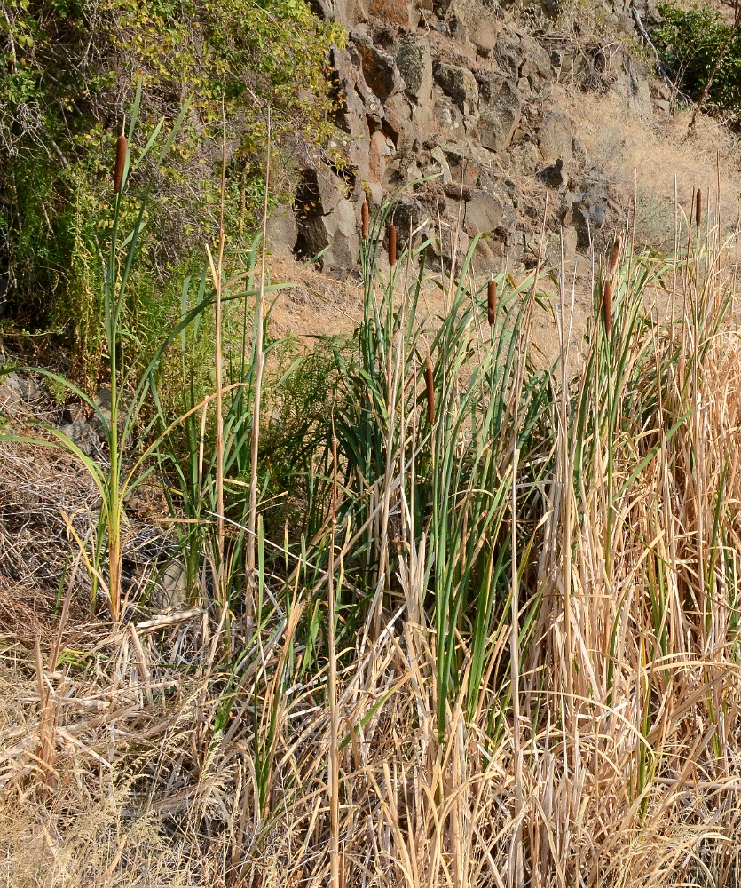 Cattails - Typha latifolia