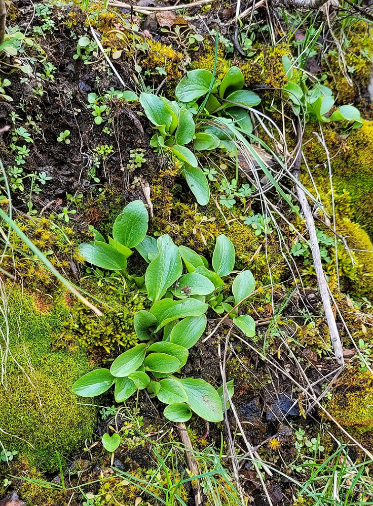 Clayton's-saxifrage-Micranthes-fragosa