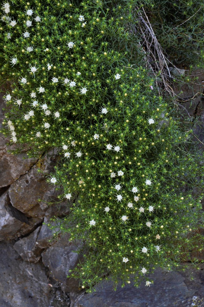 Columbian goldenbush