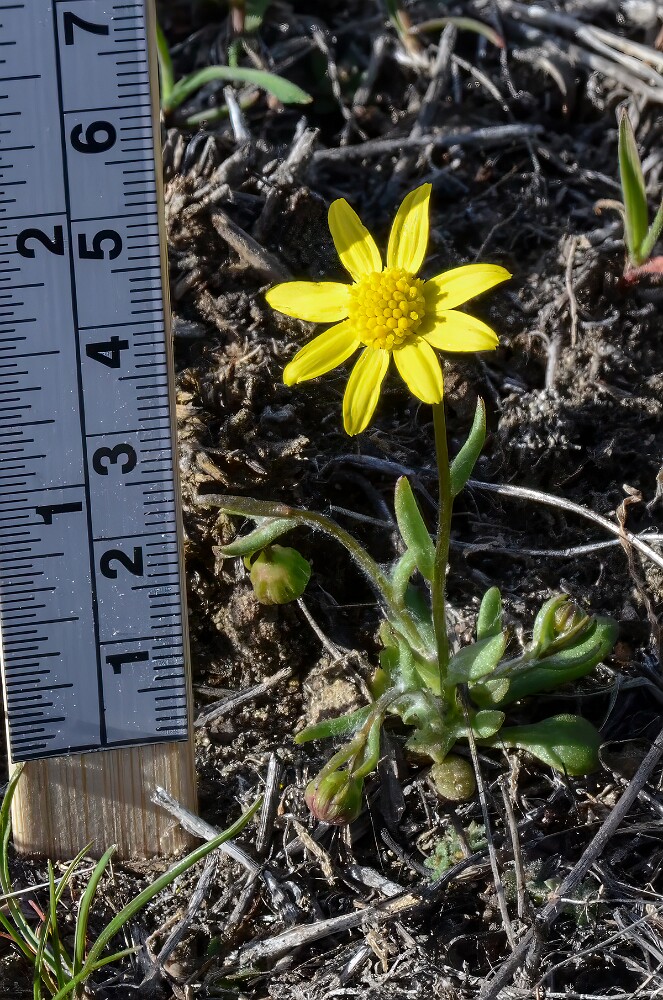 Common spring-gold (2)